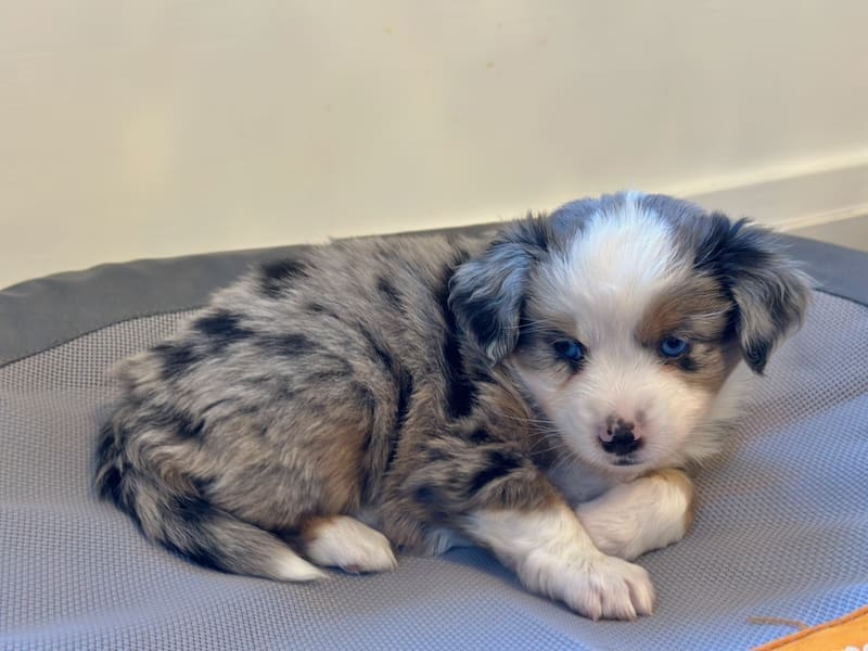 A six-week-old Toy Australian Shepherd puppy with a tail on an elevated bed
