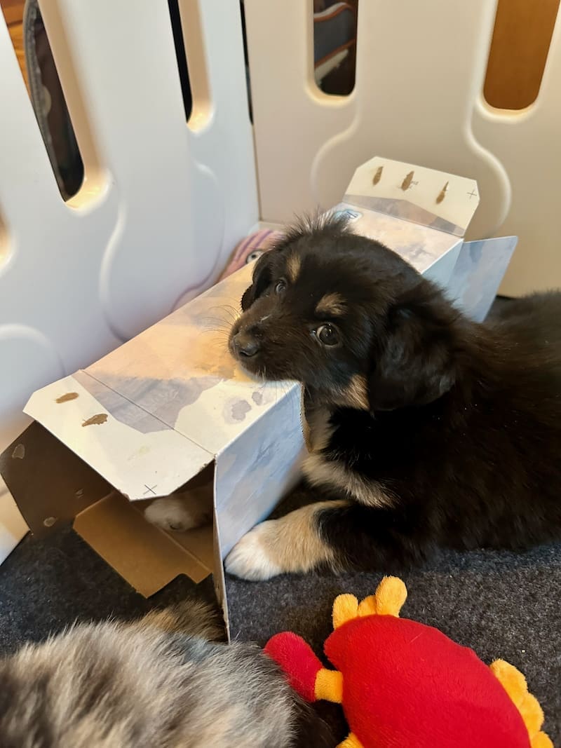 a seven week old toy aussie puppy chewing on a tissue box
