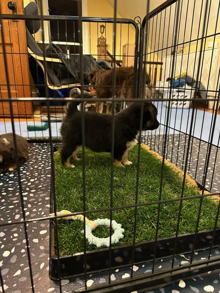 a seven week old toy australian shepherd puppy on a turf pad in the indoor pen