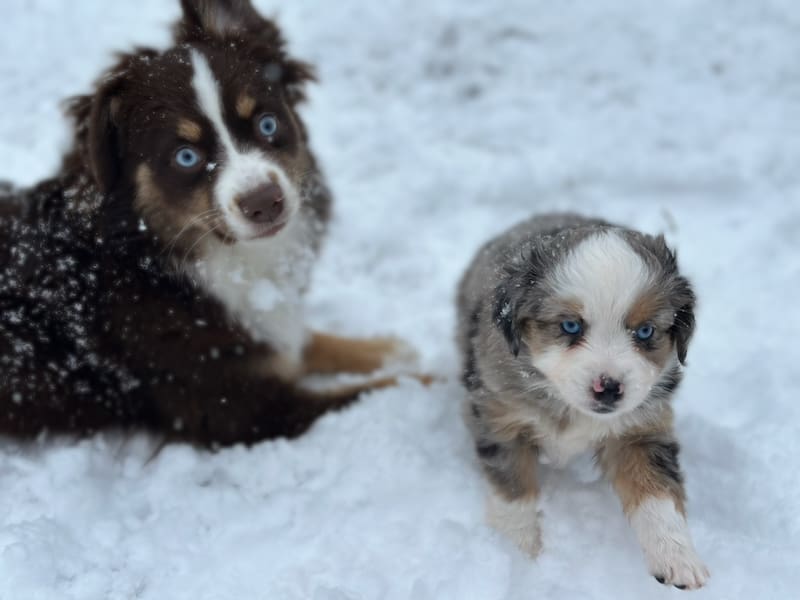a seven week old toy aussie puppy in the snow with an older toy australian shepherd in the background