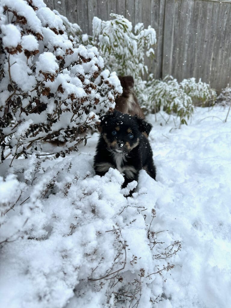 a seven week old toy aussie puppy experiencing snow