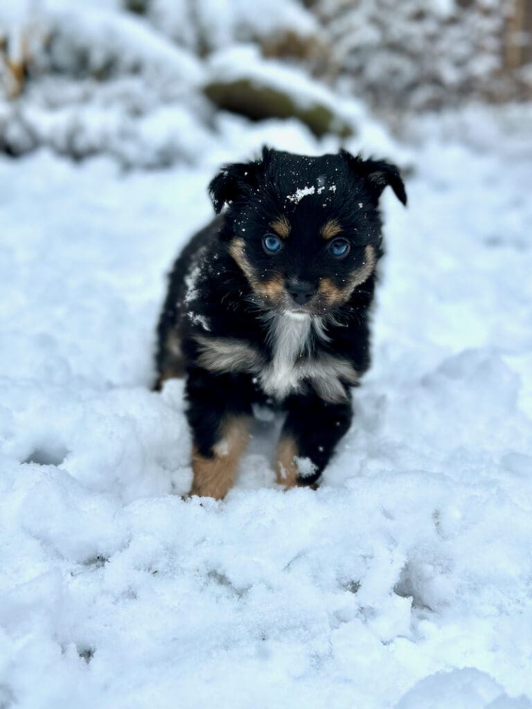 a 7 week old toy australian shepherd puppy in the snow