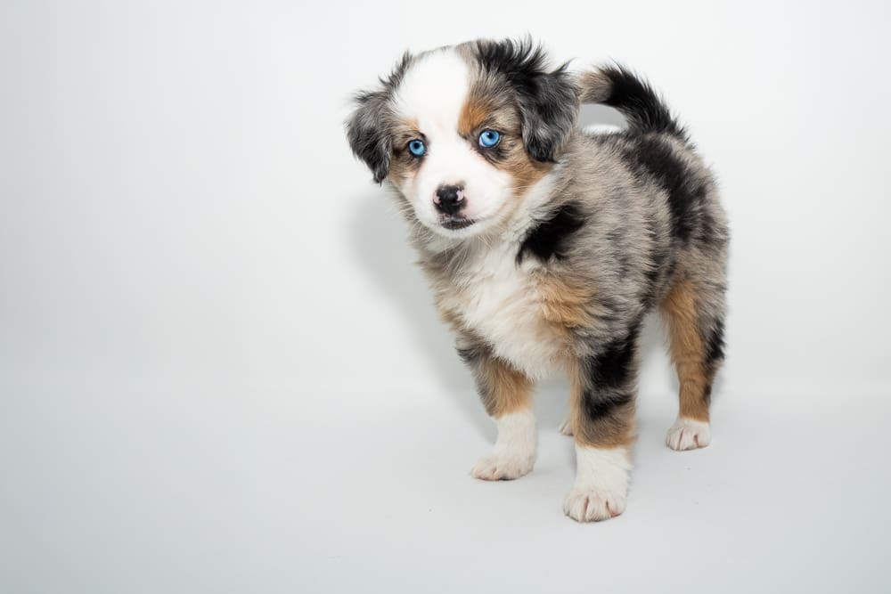 A blue merle toy australian shepherd puppy with blue eyes and a tail