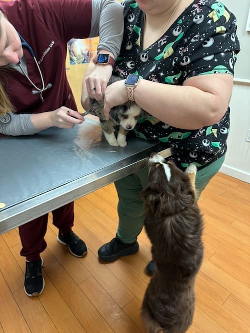 A toy aussie puppy at the vet