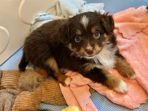 A toy australian shepherd puppy lying on blankets