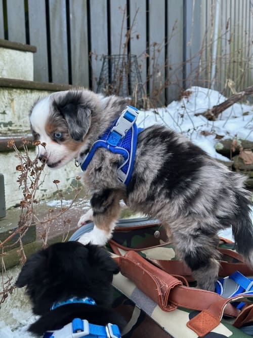 A toy aussie puppy exploring in the winter in Massachusetts