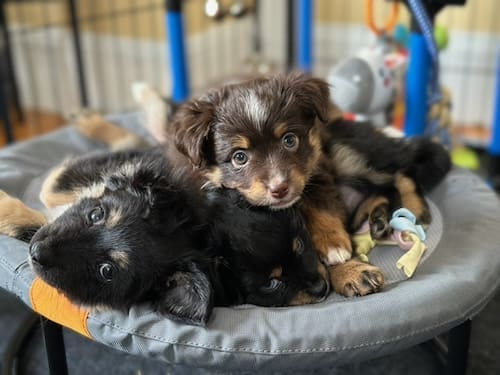 Two toy australian shepherd puppies lying in a pile on an elevated dog bed