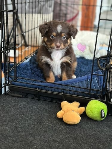 A toy australian shepherd puppy sitting calmly in a crate