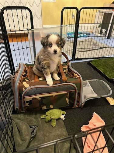 A toy aussie puppy sitting on top of a pet carrier