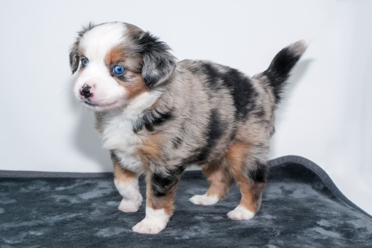 A 5 week old blue merle toy australian shepherd puppy with a tail
