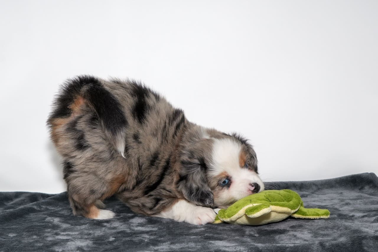 A six week old blue merle toy australian shepherd with a tail