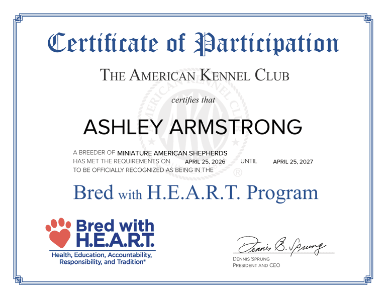 A certificate of participation from the American Kennel Club certifying Ashley Armstrong as a Bred with H.E.A.R.T. Breeder of Miniature American Shepherds.