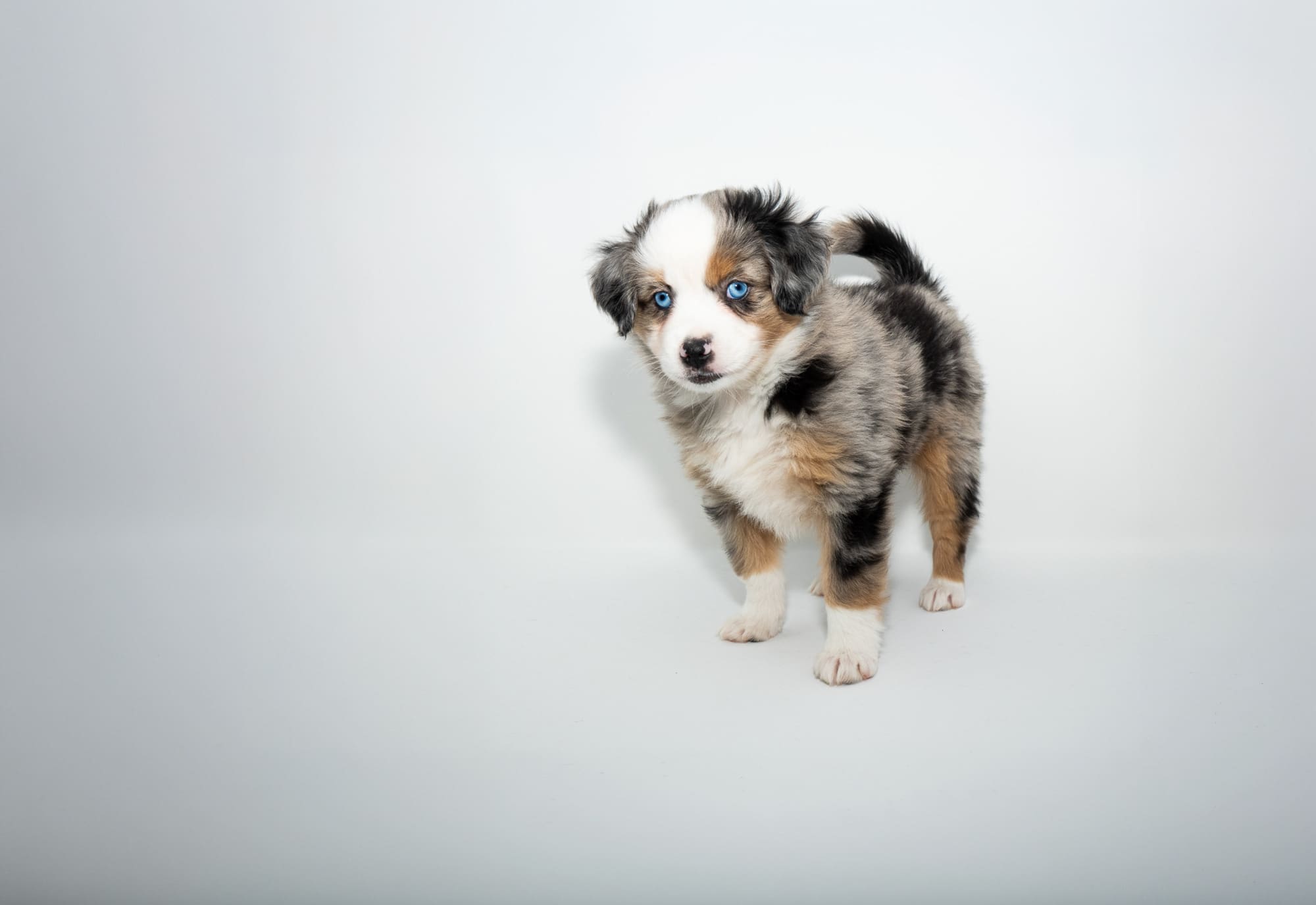 A blue merle toy australian shepherd puppy with blue eyes and a full tail
