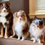 Three small mini american shepherds in a row: Peach (mini aussie), Russet (toy aussie), and Truffle (tiny toy aussie)