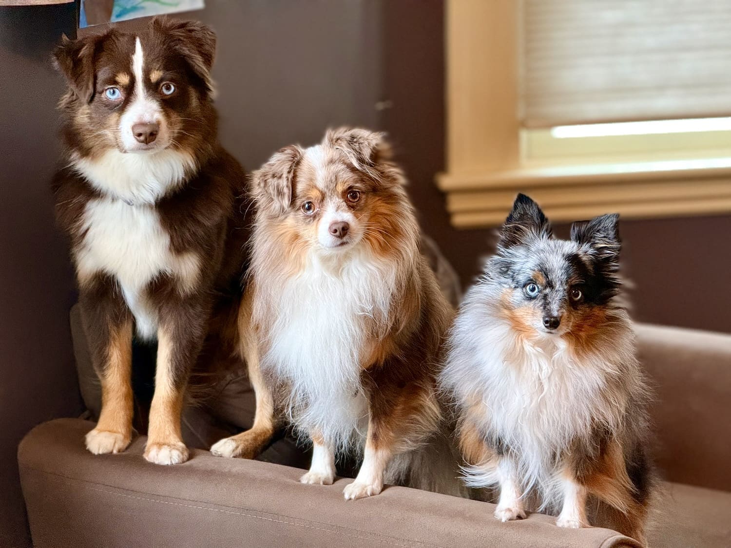Three small mini american shepherds in a row: Peach (mini aussie), Russet (toy aussie), and Truffle (tiny toy aussie)