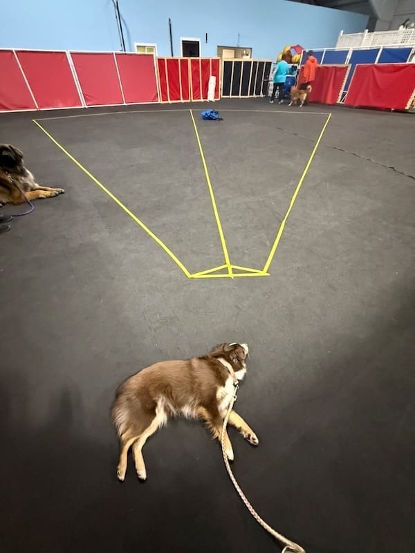 Peach taking a nap during the down stay portion of the Canine Good Citizen advanced test