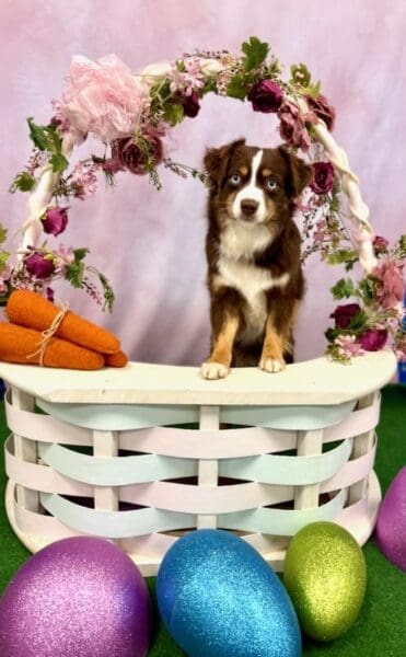 Peach, a red tricolor Toy Australian Shepherd, posing in an Easter basket photo backdrop