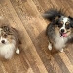 Russet, a red merle toy australian shepherd, and Strudel, a blue merle toy Australian Shepherd, sit side by side with their tails behind them. Strudel has his mouth open and his tongue hanging out one side.