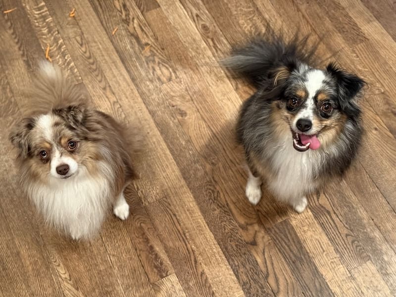 Russet, a red merle toy australian shepherd, and Strudel, a blue merle toy Australian Shepherd, sit side by side with their tails behind them. Strudel has his mouth open and his tongue hanging out one side.