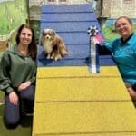 Russet, a red merle Toy Aussie, on the a-frame at an agility trial with a ribbon