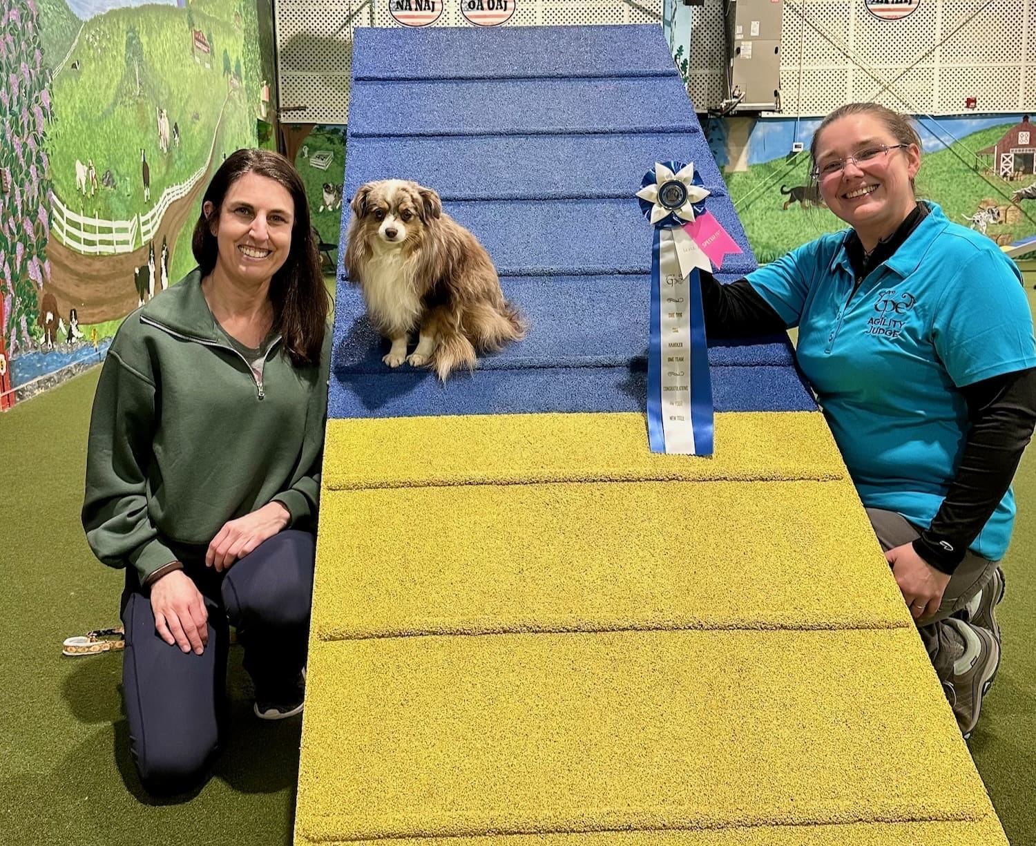 Russet, a red merle Toy Aussie, on the a-frame at an agility trial with a ribbon