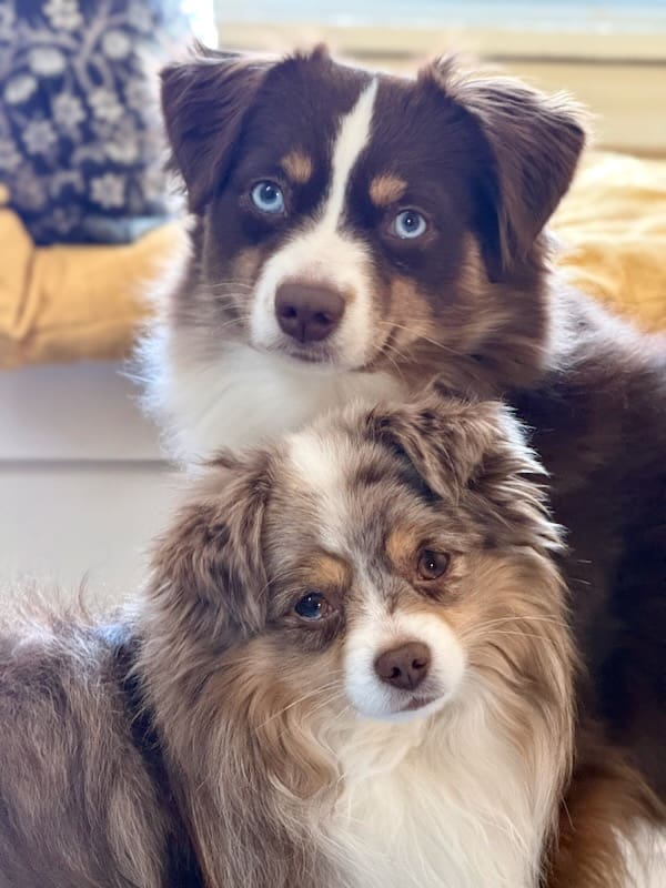 Peach, a red tri mini aussie, and Russet, a red merle toy aussie
