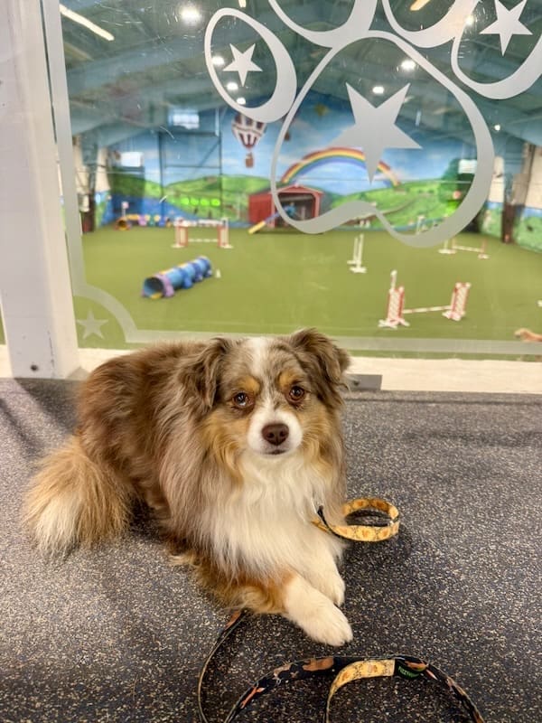Russet, a red merle Toy Australian Shepherd, poses on the mezzanine of American K9 Country at an agility trial