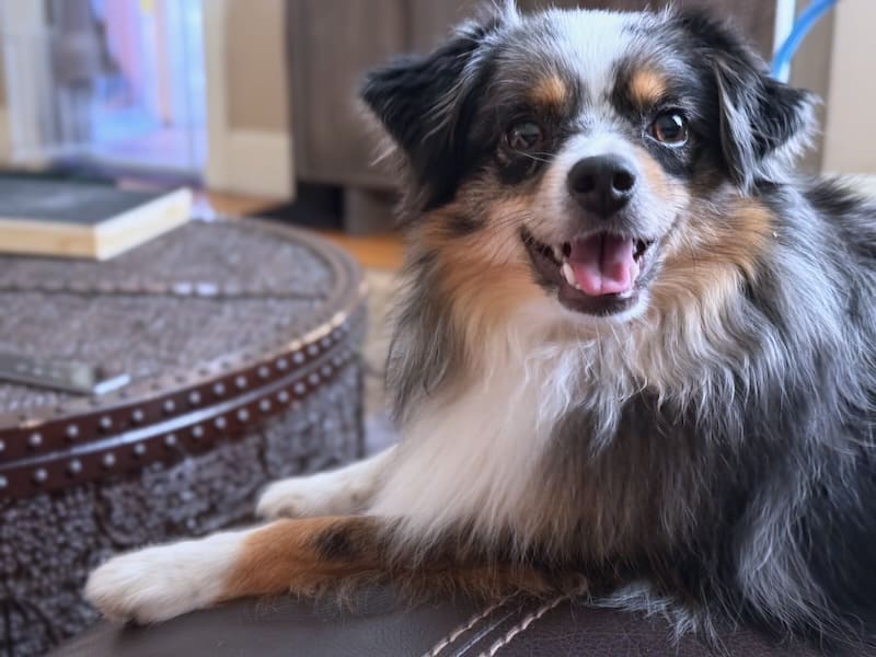 A blue merle toy australian shepherd sitting on a couch