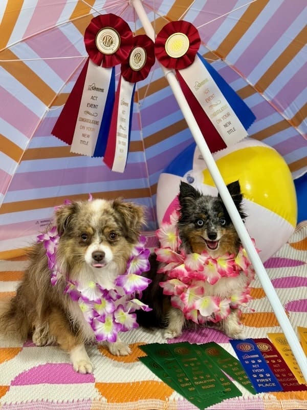 Truffle and Russet’s First Agility Trial