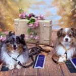 Truffle and Russet, toy Aussies, lying down with their CPE agility trial ribbons