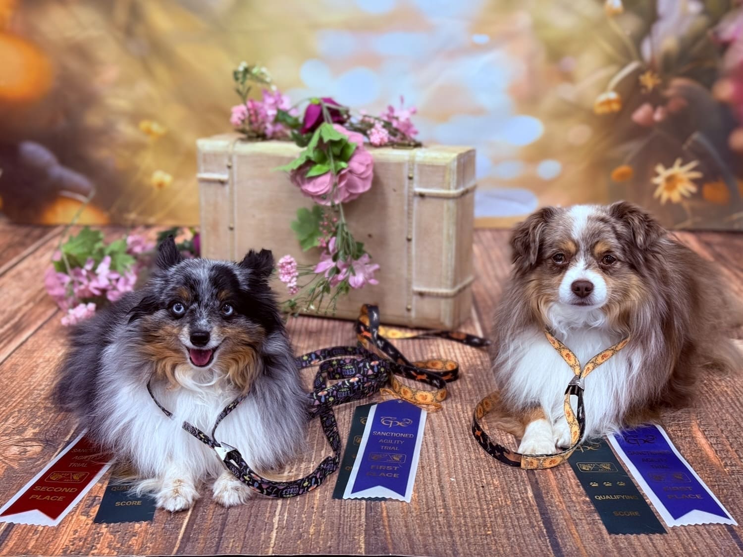 Truffle and Russet, toy Aussies, lying down with their CPE agility trial ribbons