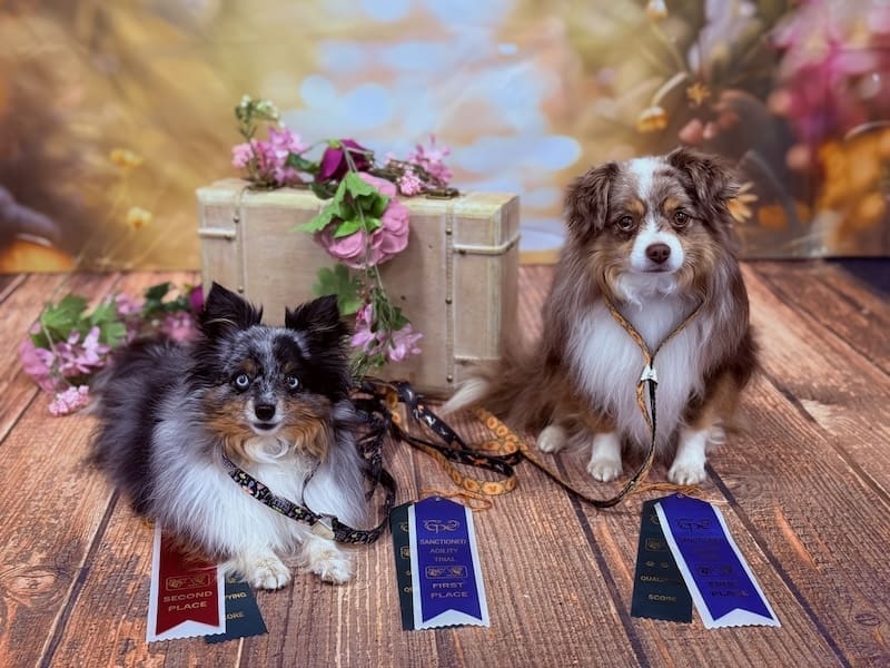 Truffle and Russet, two toy Australian Shepherds, posing with agility competition ribbons