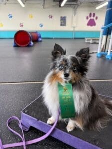Truffle, a blue merle Toy Australian Shepherd, sitting on a Cato board with a green ribbon
