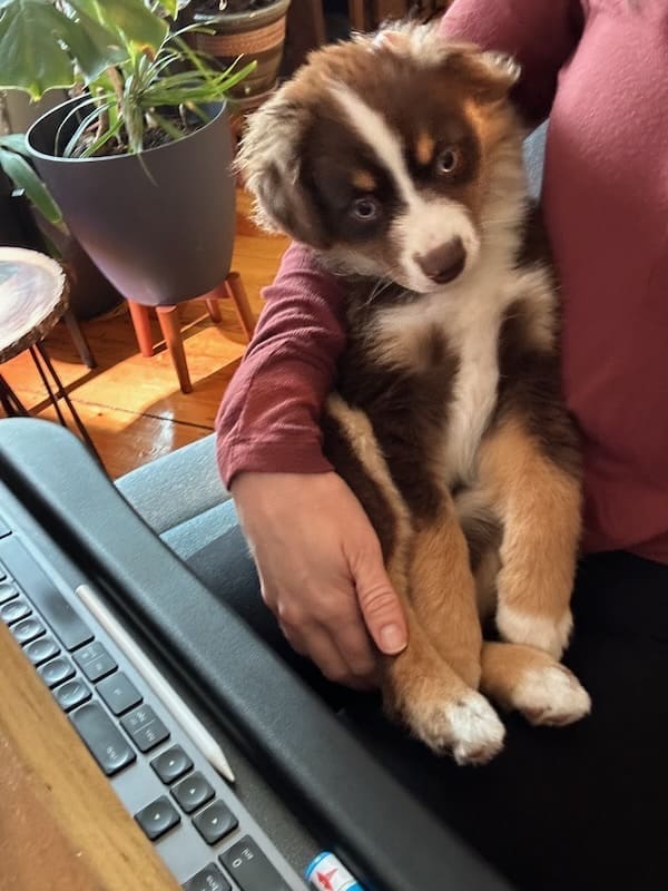 A red tri toy australian shepherd puppy, snuggled in the crook of her human's arm and being the embodiment of a velcro dog