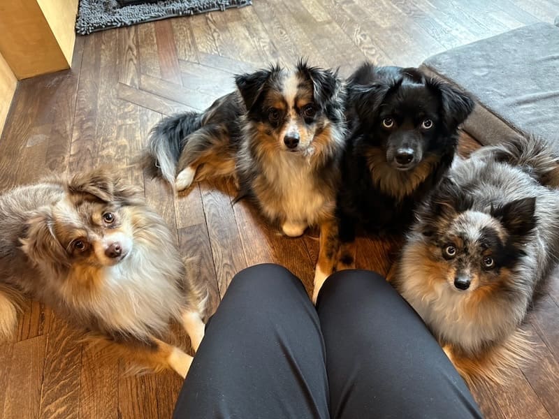 Four Toy Australian Shepherds staring expectantly at the camera