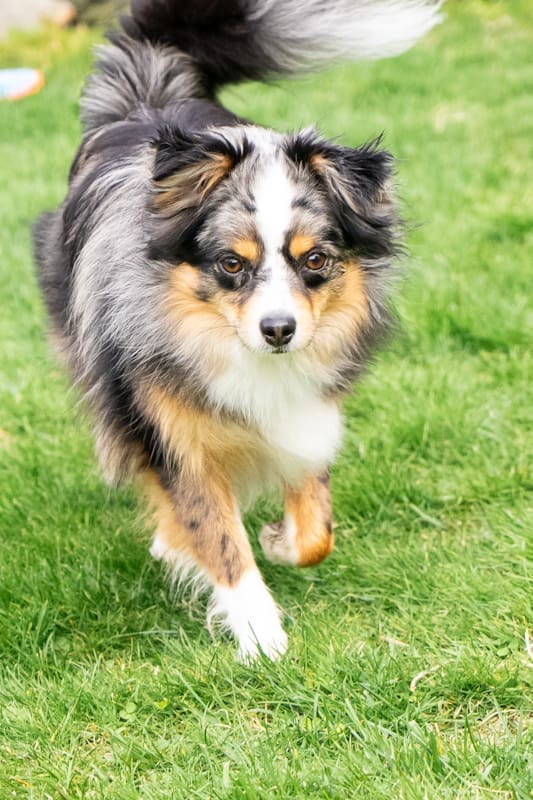 Strudel, a blue merle toy Australian Shepherd, running across green grass with a full natural tail held high