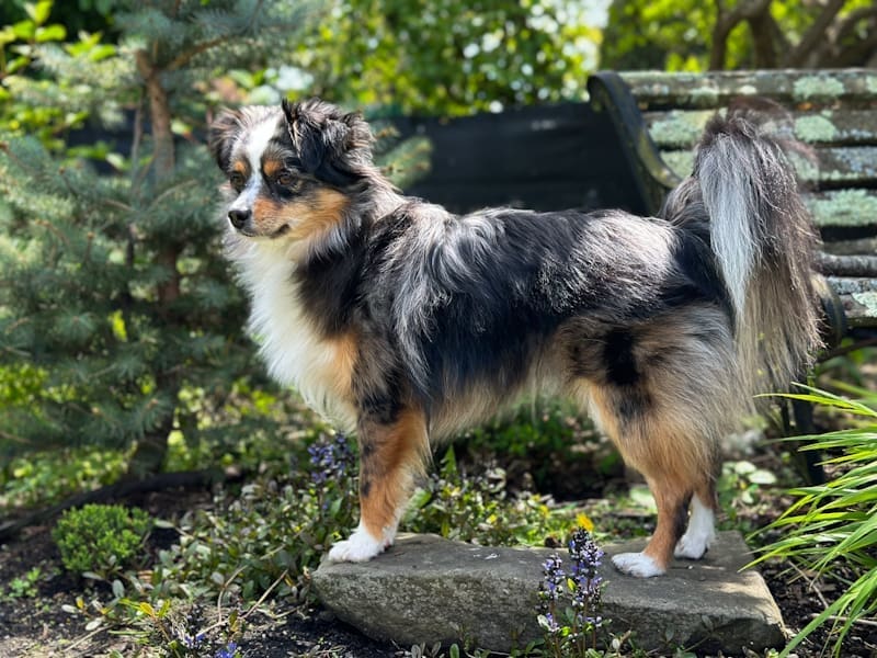Strudel, a blue merle toy Australian Shepherd standing on a garden stone with a full natural tail, surrounded by green foliage