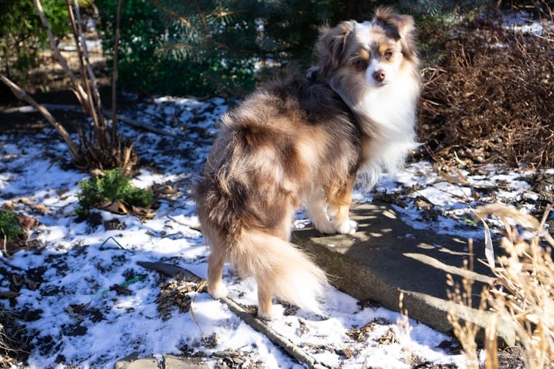 Russet, a red merle toy Aussie with a full natural tail, standing on a garden path in winter