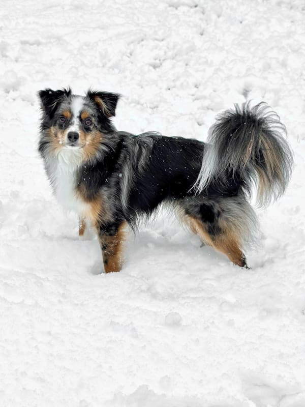 Strudel, a blue merle toy Aussie standing in snow with a full natural tail curved upward