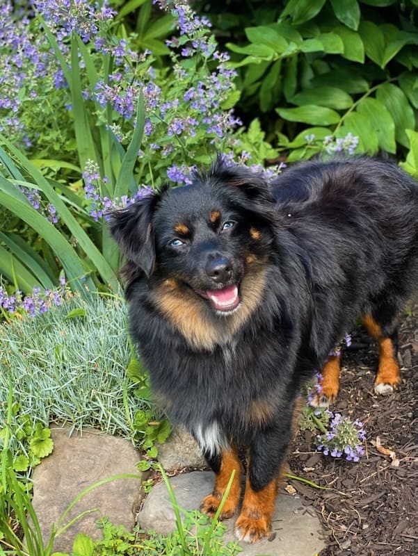 Gorgonzola-blue-eyed-black-tri-toy-aussie - 1 2 A fluffy black and tan dog stands on a garden path surrounded by green plants and purple flowers, looking up and smiling at the camera.