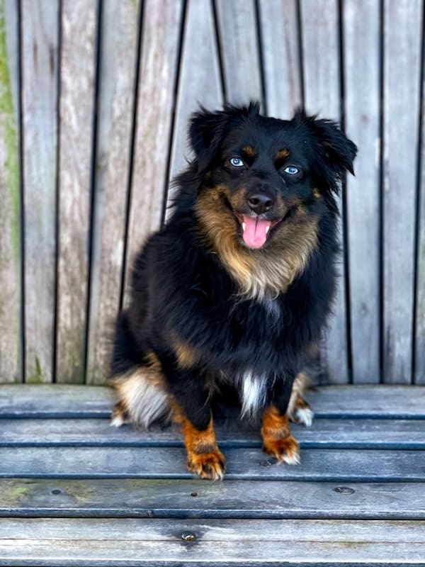 Gorgonzola-blue-eyed-black-tri-toy-aussie - 3 2 A blue-eyed black tri toy Aussie sits on a wooden bench, looking at the camera with its tongue out and ears perked up.