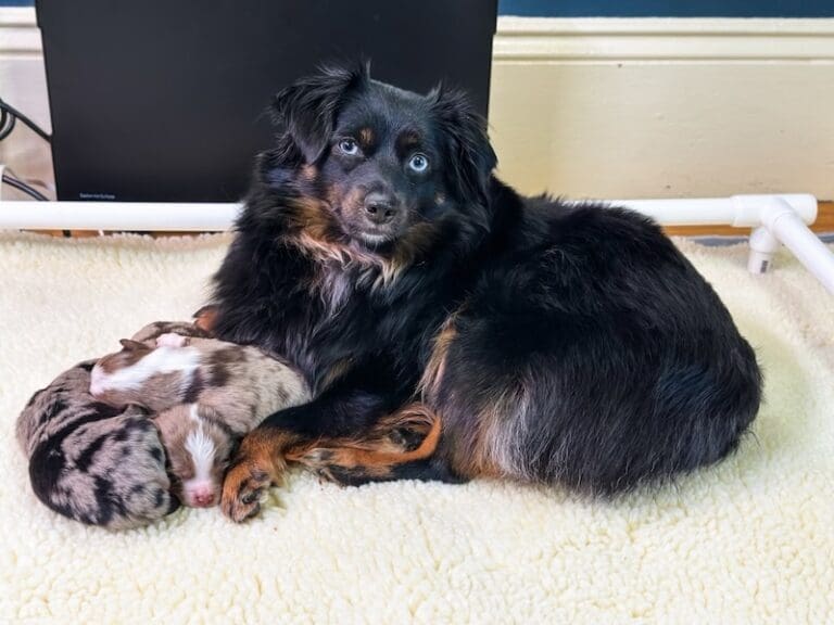 A blue-eyed black tri toy Aussie lies on a cream-colored blanket, curled protectively around three newborn puppies with various fur patterns. The scene is set indoors, near a wall and some pipes.