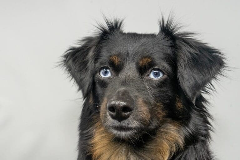 Gorgonzola-blue-eyed-black-tri-toy-aussie - 6 2 A close-up of a blue-eyed black tri toy Aussie with striking blue eyes, looking slightly to the side. The background is plain and light gray.