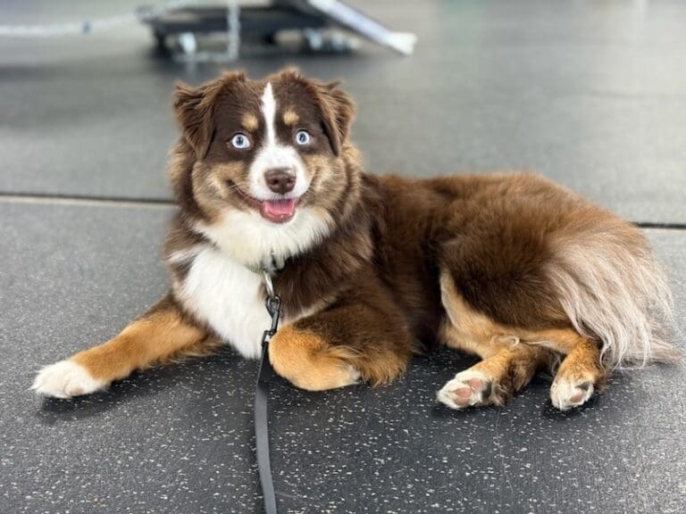 Peach-blue-eyed-red-tri-toy-aussie - 2 2 A fluffy red tri toy australian shepherd dog with striking blue eyes lies on a speckled black floor, looking up with her mouth open and tongue slightly out.