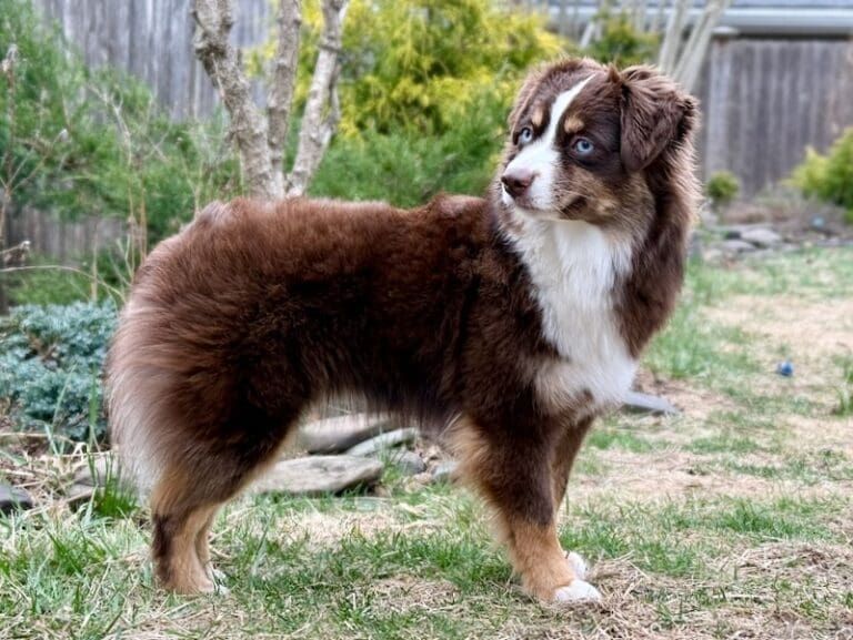 Peach-blue-eyed-red-tri-toy-aussie - 3 2 Peach, a red tricolor Toy Australian Shepherd with blue eyes stands on grass in a backyard, looking to the side.