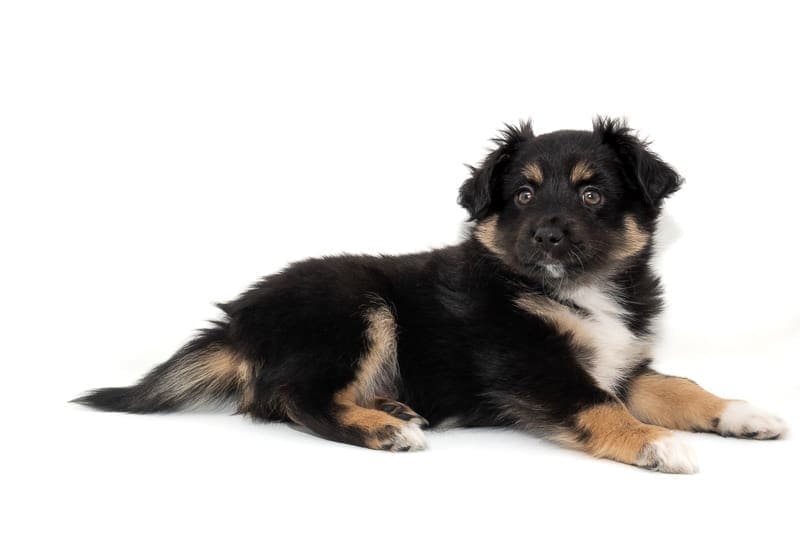 A black tricolor toy australian shepherd puppy with a full natural tail