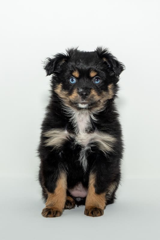 A black tri toy Aussie puppy with blue eyes and dark copper trim