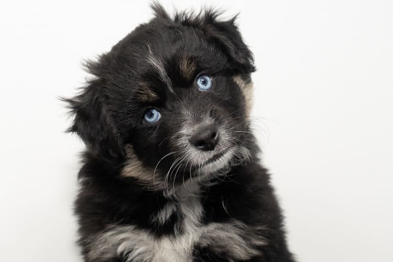 A minimal white black tri toy aussie puppy with blue eyes and light tan trim
