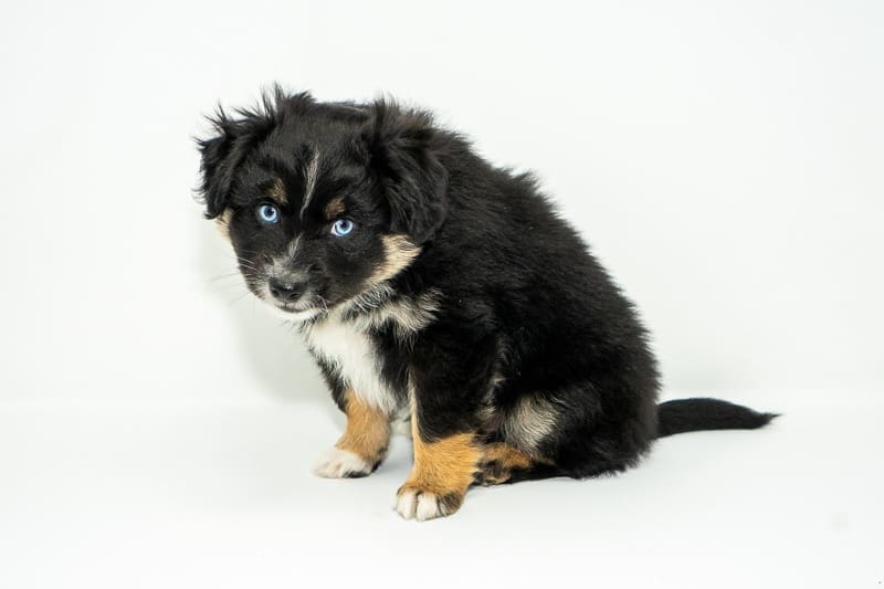 A black tri toy aussie puppy with blue eyes