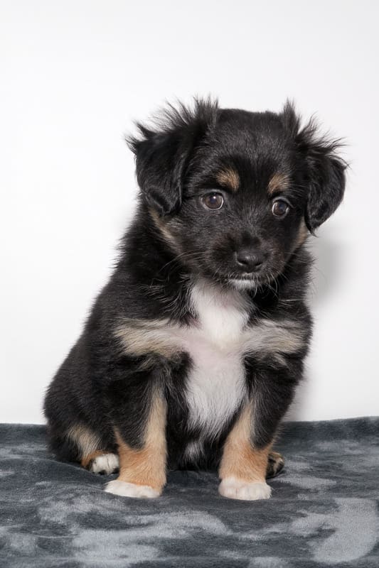 A black tri toy aussie puppy with brown eyes